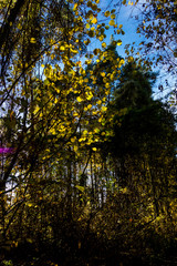 Obraz premium Herbstlaub