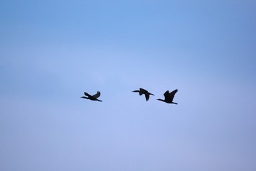 Flock of Birds