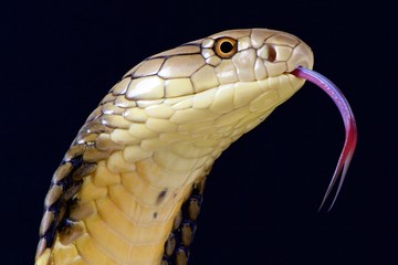 Naklejka premium King cobra (Ophiophagus hannah)