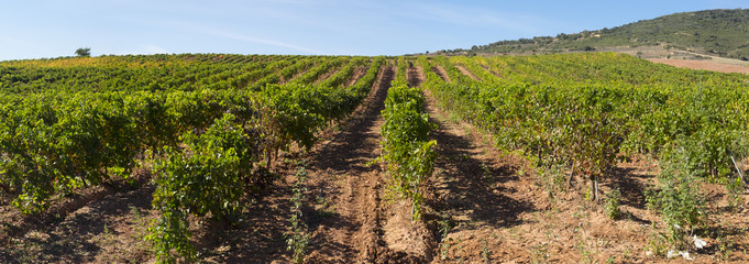 Fototapeta na wymiar vineyards in Villamayor de Monjardín, Navarre
