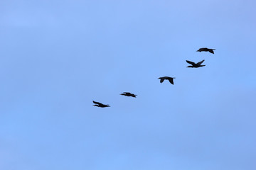 Flock of Birds