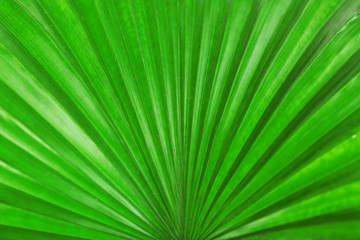 Palm  leaf (Livistona Rotundifolia palm), close up