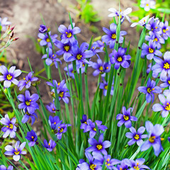 Сисиринхиум узколистный (Sisyrinchium angustifolium). Многолетнее травянистое растение семейства Ирисовые (Iridaceae)