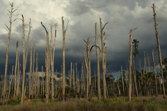 Dead Trees In St. Marks National Wildlife Refuge