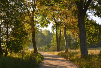 Autumn forest road