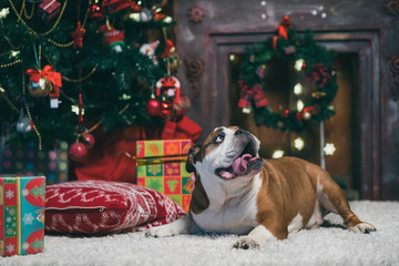 bulldog at the Christmas tree 2015