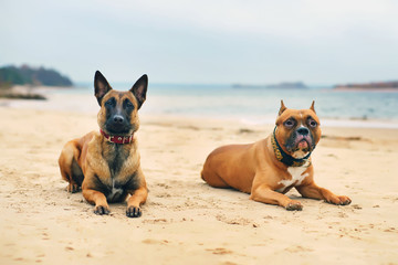 Belgian Shepherd Malinois and American Staffordshire Terrier lying on the sand at the beach