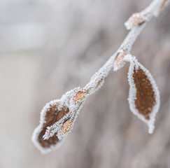 Frozen ice covered leaves and branches