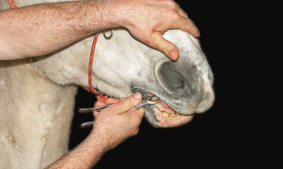 Horse having dental treatment