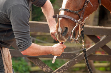 Horse having his sharp teeth filed