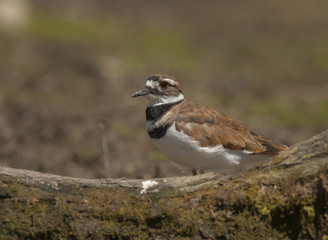 Killdeer on the River Bank