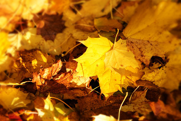 background with golden brown autumn leaves of a maple