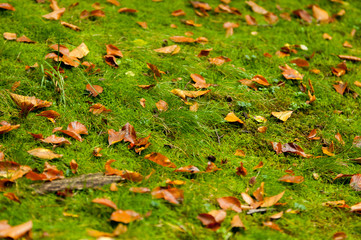 Laub auf einer Wiese im Herbst