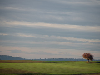 Obraz na płótnie Canvas Baum im Herbst