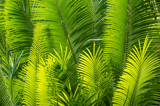 sunlit palm leaves