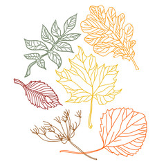 Set of handdrawn leaves in different autumn colors