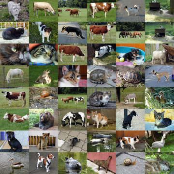 Set of 48 animals photos