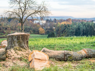 Frisch gefällte Apfelbäume