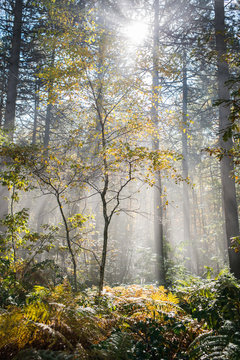 Fototapeta Wet autumn forest with fog