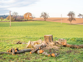 Frisch gefällte Apfelbäume