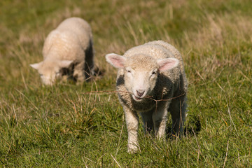 closeup of two grazing lambs