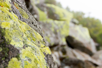 Rock with moss