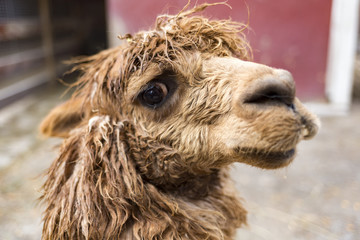 Fototapeta premium Sad Alpaca