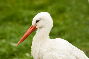 Storch auf einer Wiese