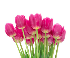  tulips