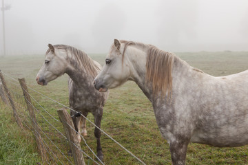 Two white spotty horses in the field in the fog, selective focus