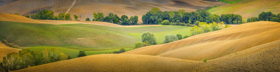 Fototapeta premium golden hills of fields and ttrees in Tuscany in Italy