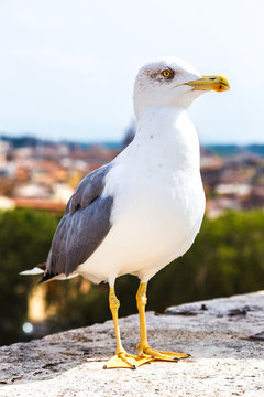 Seagull above Roman