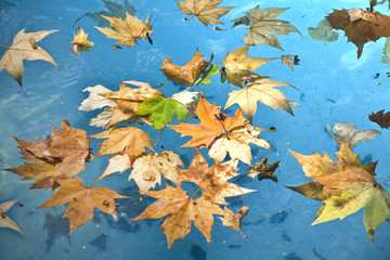 Leaves in the pool