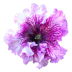 Pink petunia flower isolated on white