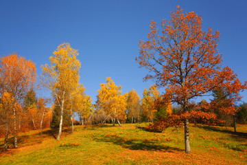 Lovely countryside trees with autumn colorful leaves at sunlight. Lovley autumn seasonal colorful leaves in countryside landscape.