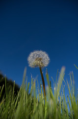 Wide angle shot of dandelion