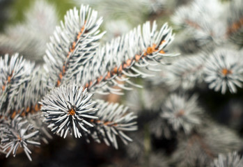 Christmas pine tree 