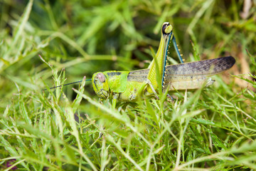 Grasshopper in a bush