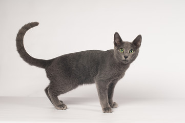 Russian blue purebred kitten