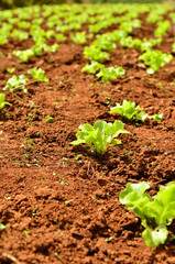 Lettuce plants on a field