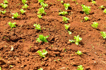Lettuce plants on a field