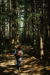 Obraz premium beautiful amazing landscape of sunny mountains, forest, sky and