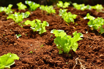 Lettuce plants on a field