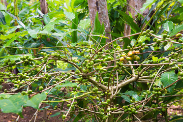 Coffee tree with ripe berries on farm, Bali island