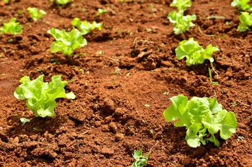 Lettuce plants on a field