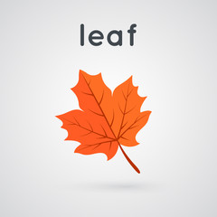 Yellow autumn leaf.