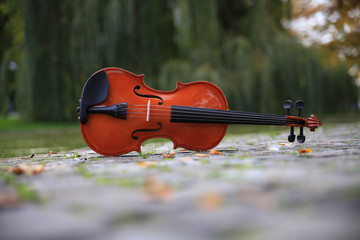 Geige Instrument Garten Park