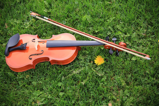 Geige Instrument Garten Park
