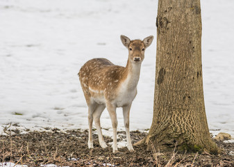 Reh am verschneiten Waldrand