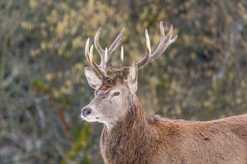 Rothirsch (Cervus elaphus)